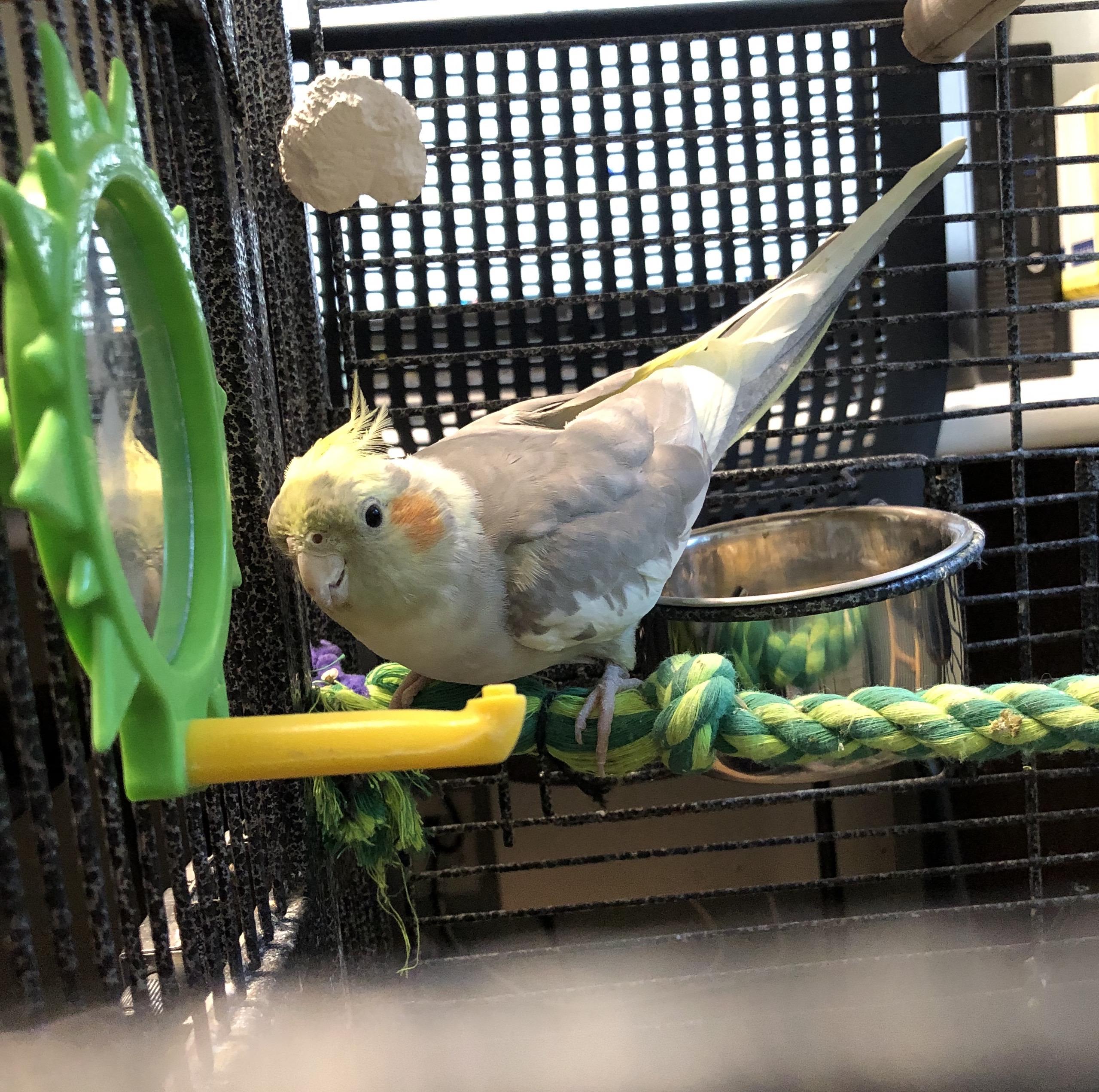 Enlarge Sunshine & Spike, a Adopted Cockatiel in Seekonk, MA image 2/4