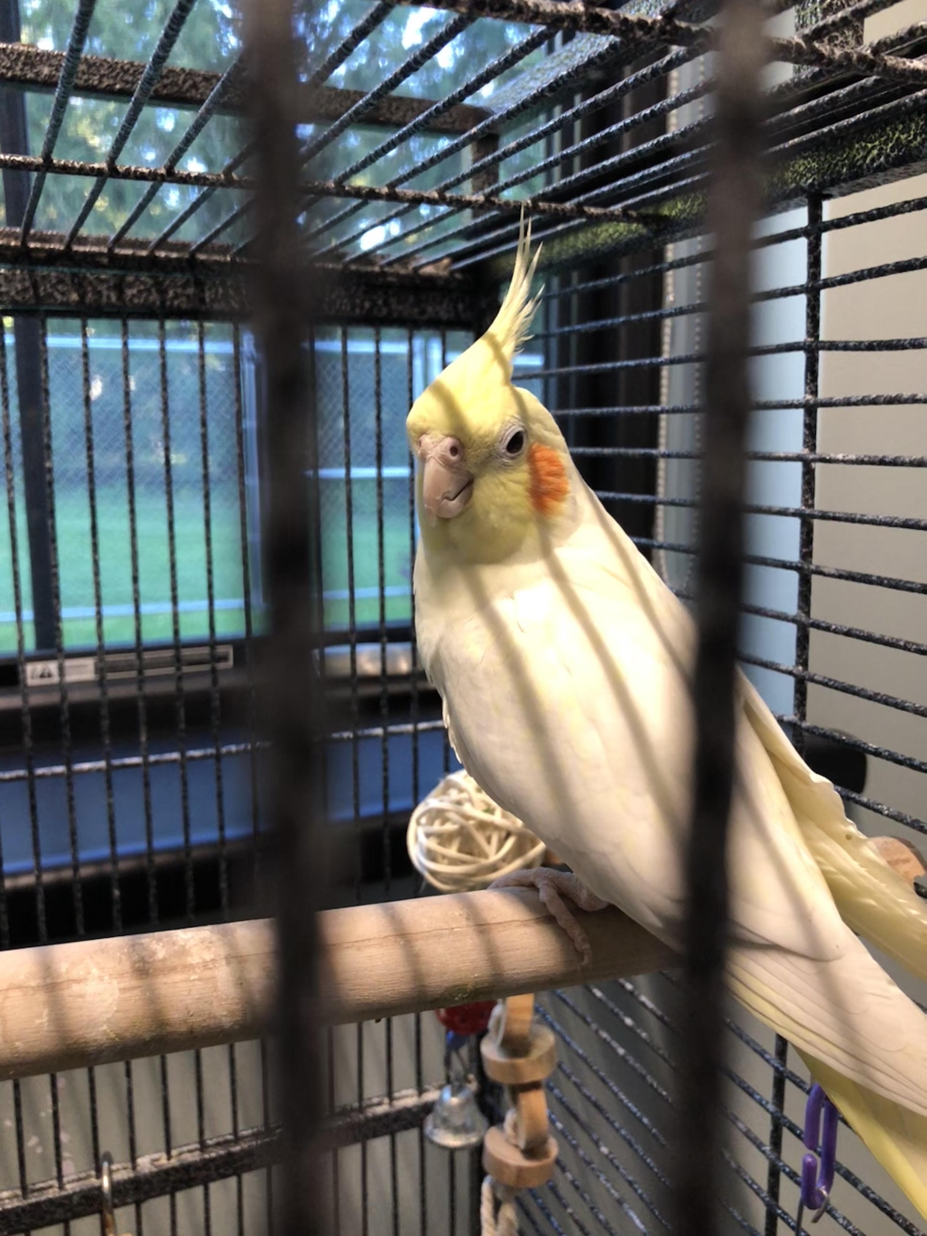 Enlarge Sunshine & Spike, a Adopted Cockatiel in Seekonk, MA image 3/4