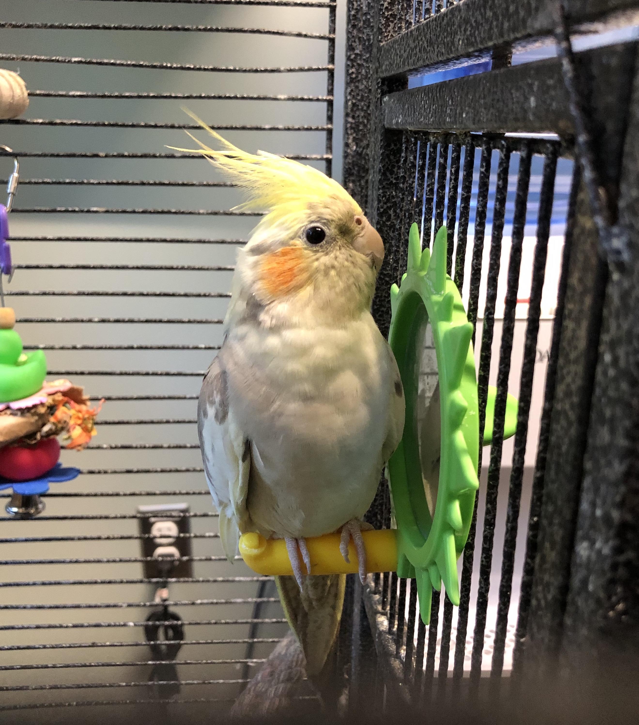 Sunshine & Spike, Adopted, Young Unknown Cockatiel.