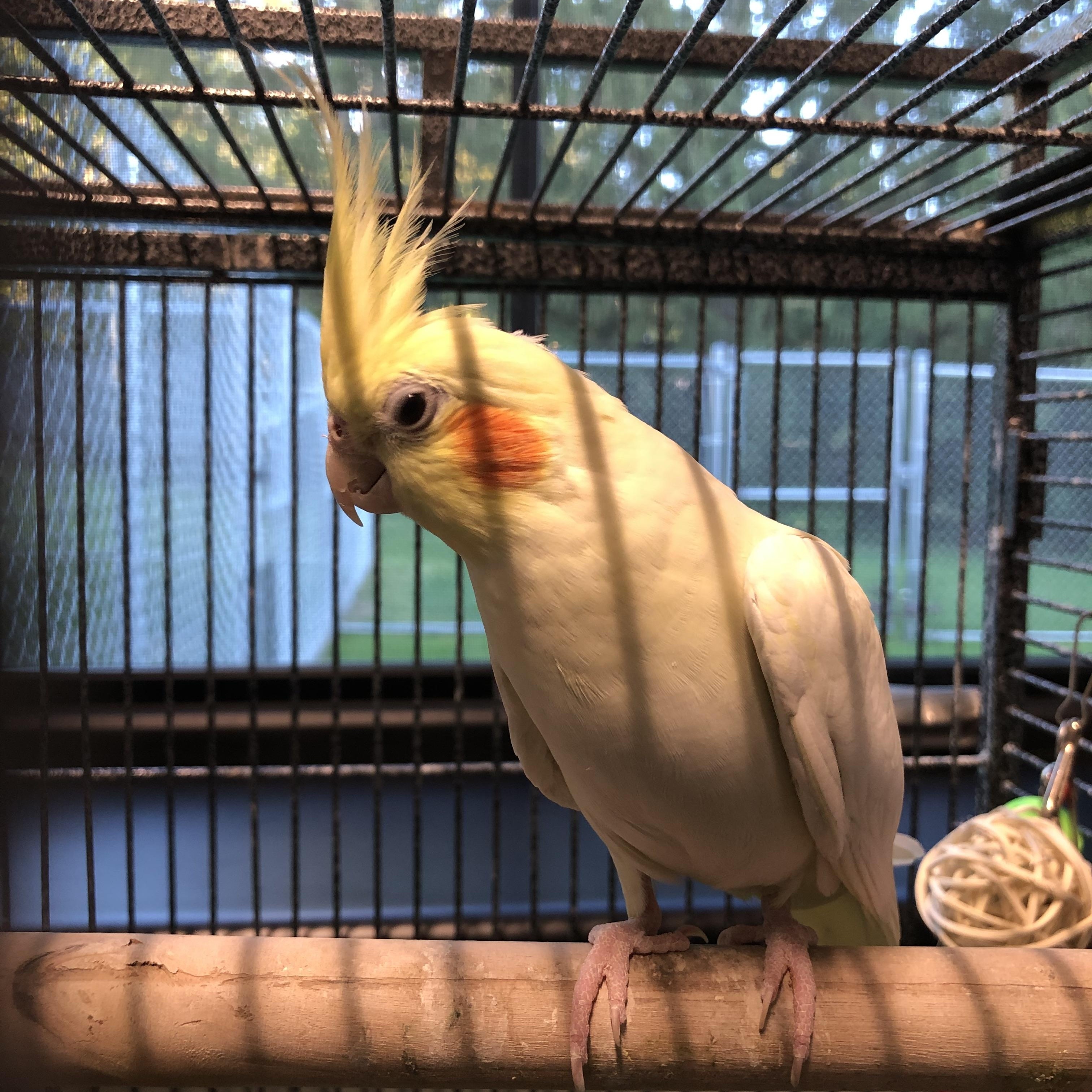 Enlarge Sunshine & Spike, a Adopted Cockatiel in Seekonk, MA image 4/4