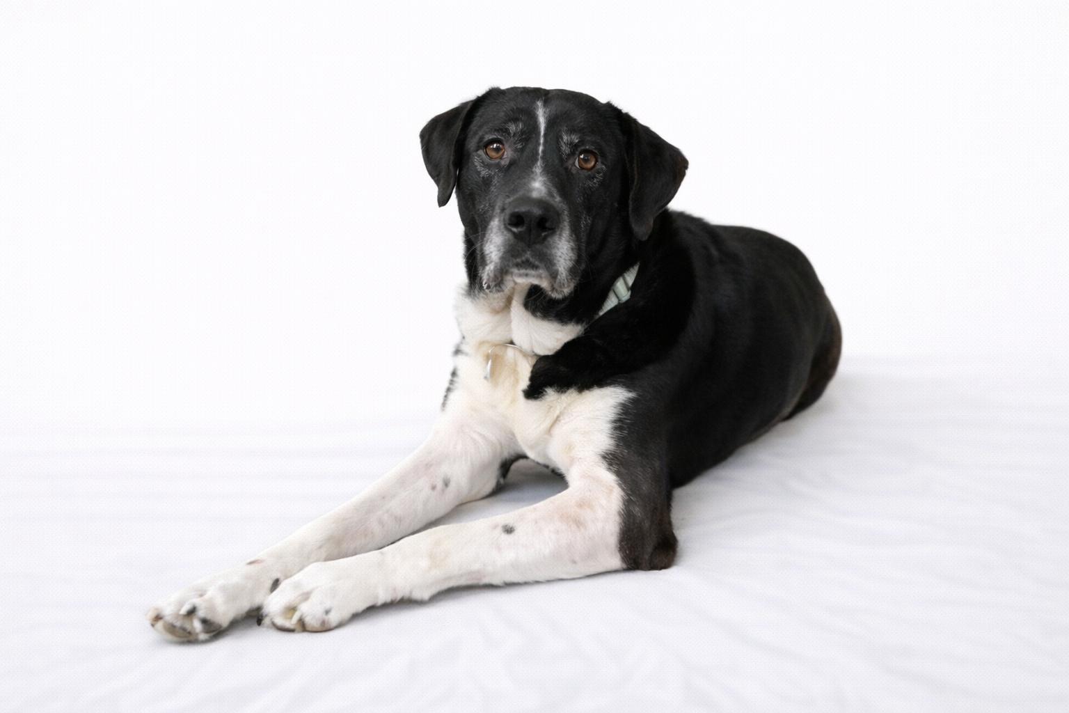 Southern, Adoptable, Adult Male Labrador Retriever.