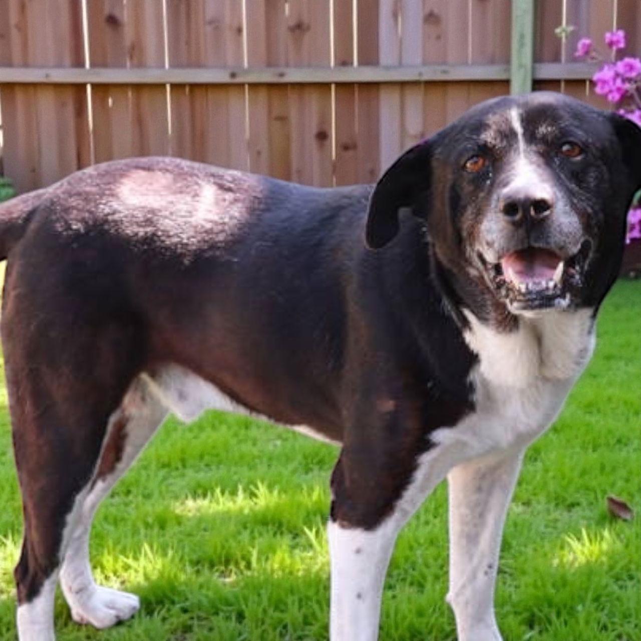 Southern, Adoptable, Adult Male Labrador Retriever.