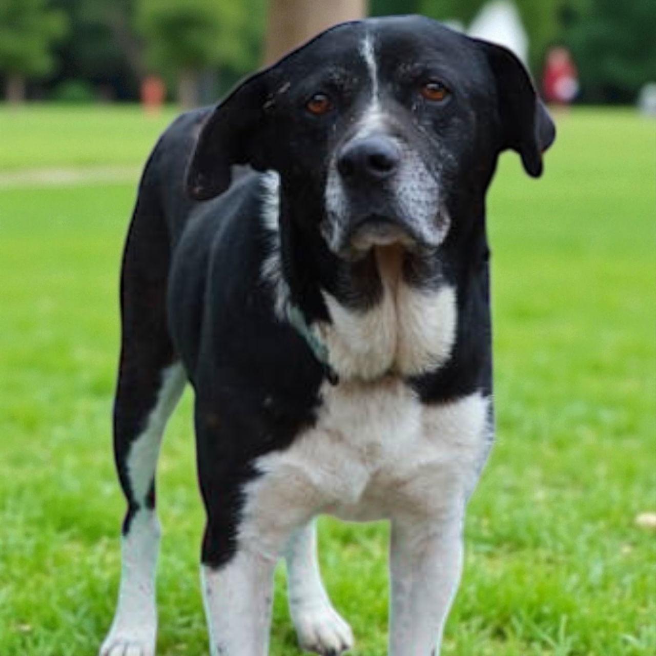 Southern, a Adoptable Labrador Retriever in Nashville, TN image 2/3