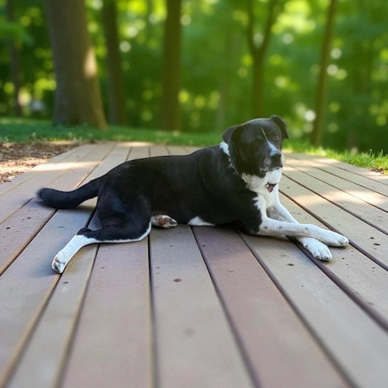 Southern, a Adoptable Labrador Retriever in Nashville, TN image 3/3