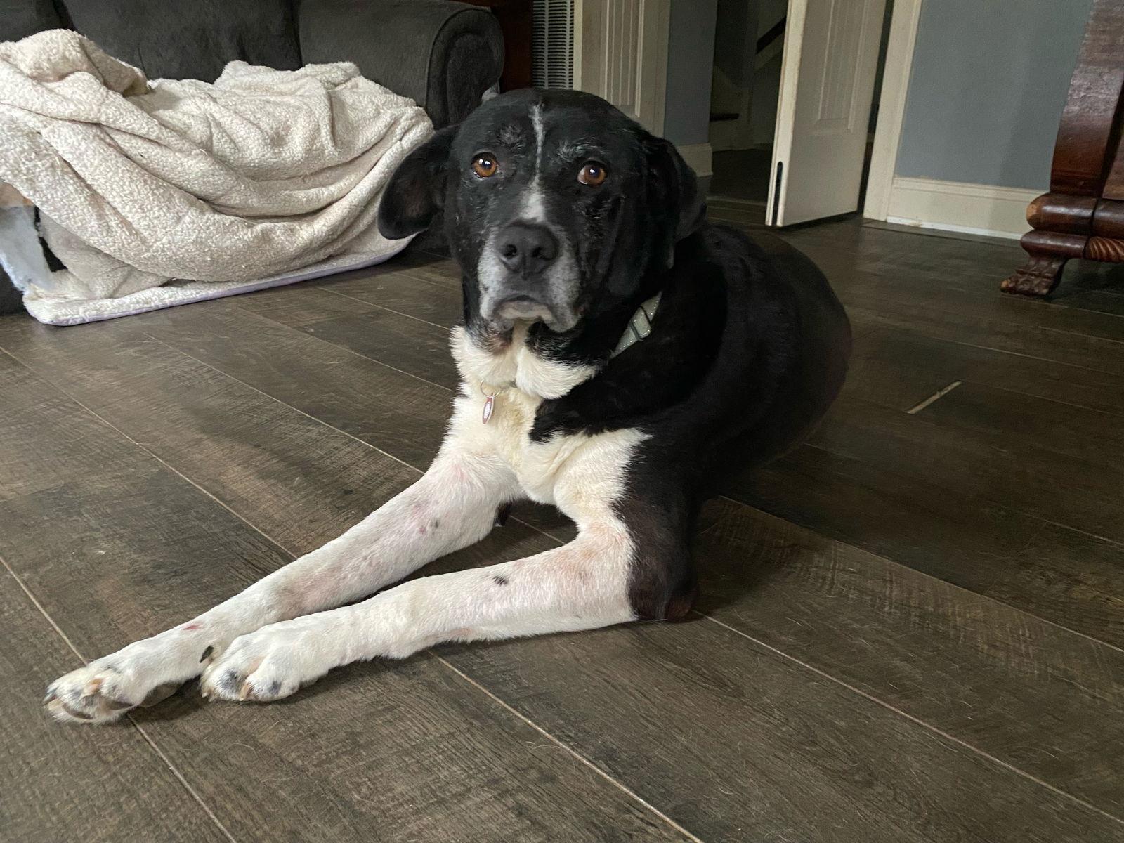 Enlarge Southern, a Adoptable Labrador Retriever in Nashville, TN image 3/3