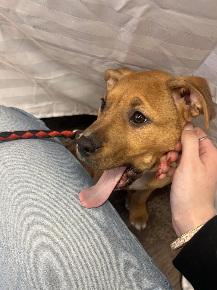 Lynryd 26-004, ADOPTABLE, Young Female German Shepherd Dog.