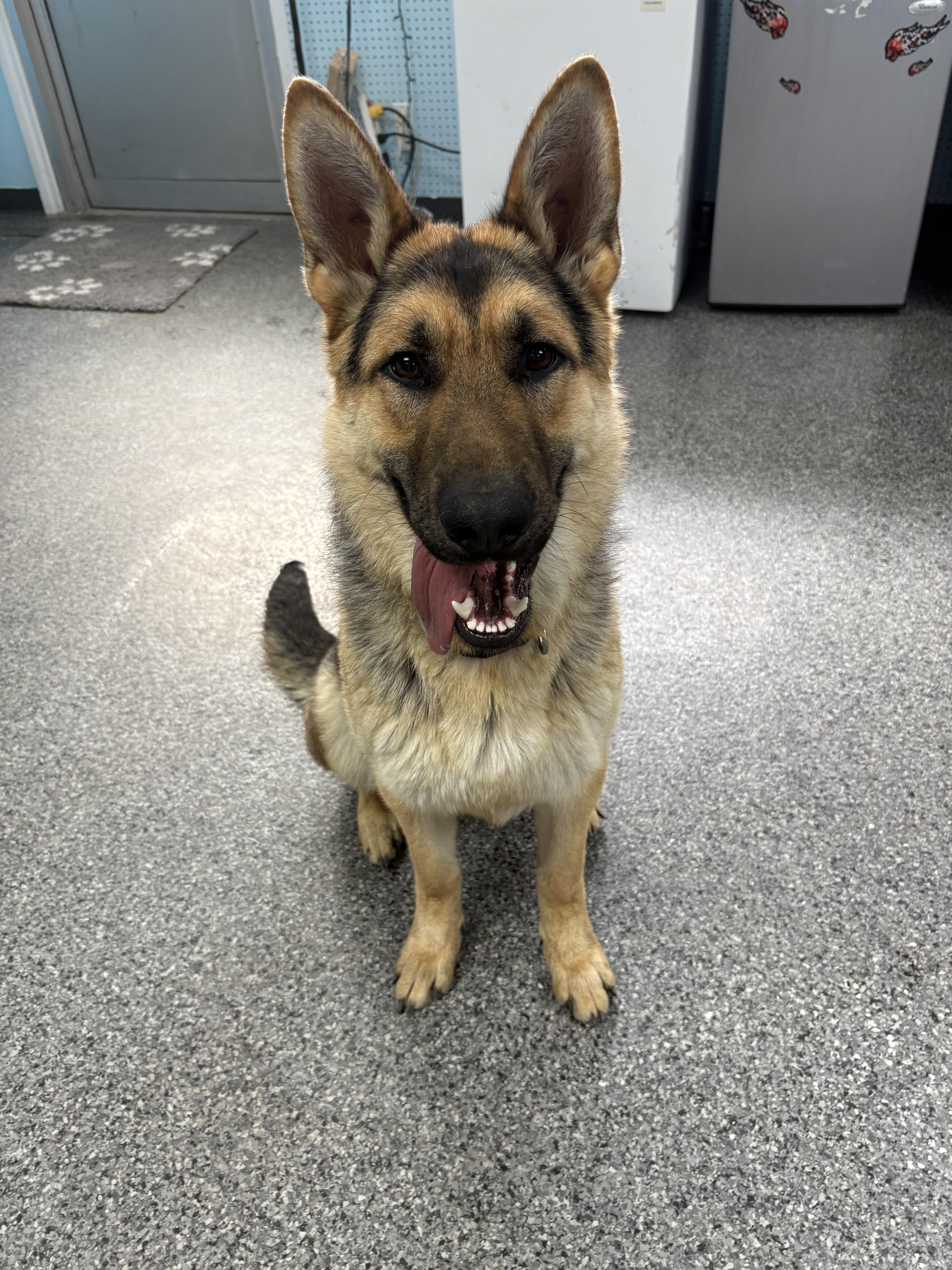 Enlarge Bauer, a Adopted German Shepherd Dog in Thompson, MB image 1/1