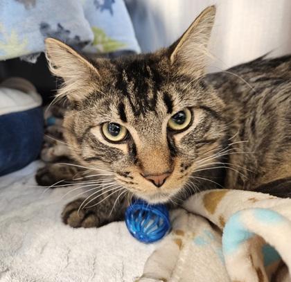Fire, Adoptable, Adult Male Domestic Medium Hair & Domestic Short Hair.