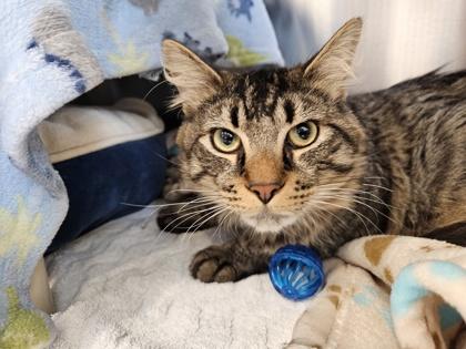 Enlarge Fire, a Adoptable mixed breed in Scotia, NY image 2/2