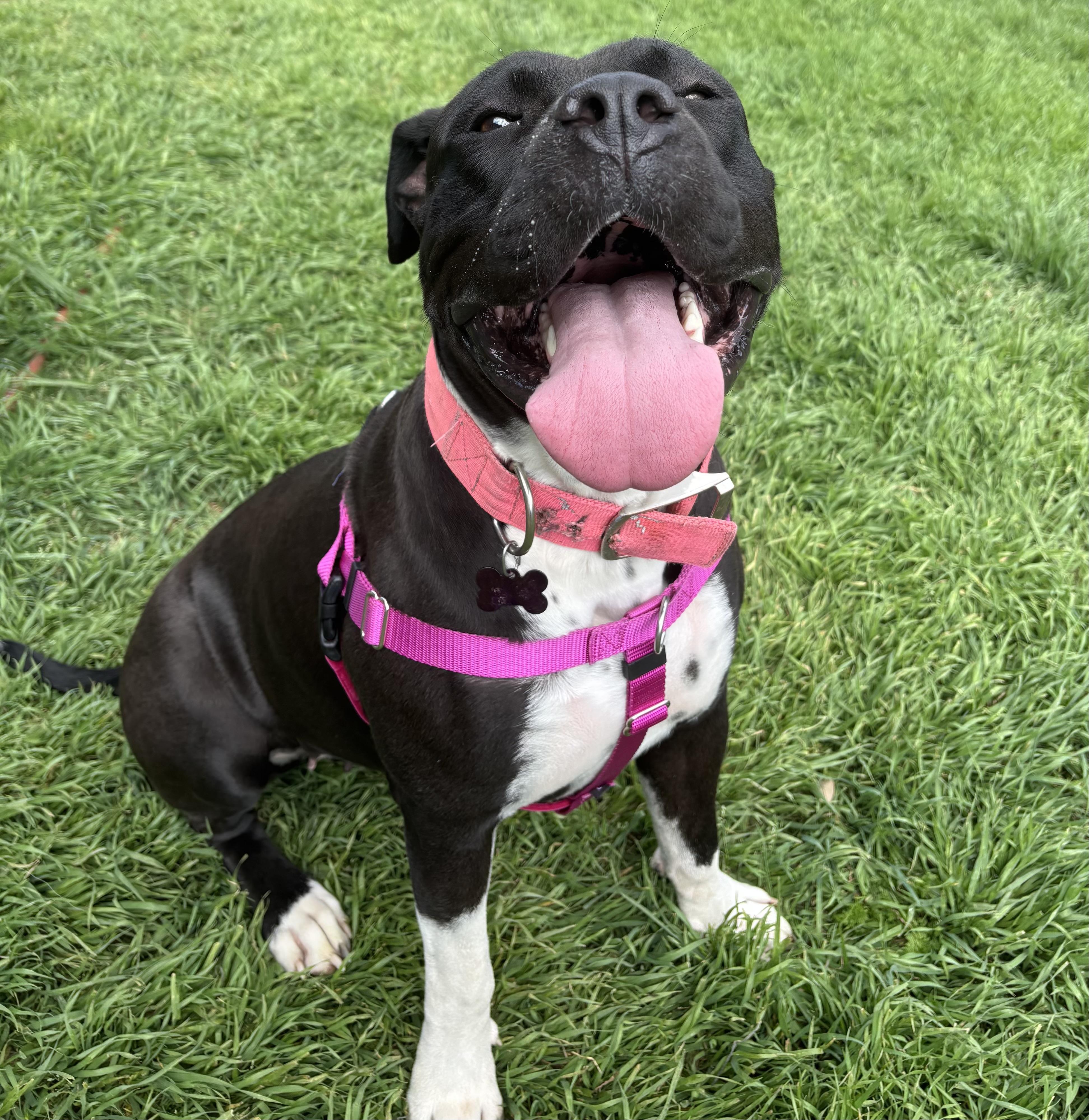 Enlarge Cassie, an adopted American Staffordshire Terrier in Pittsburgh, PA image 1/6
