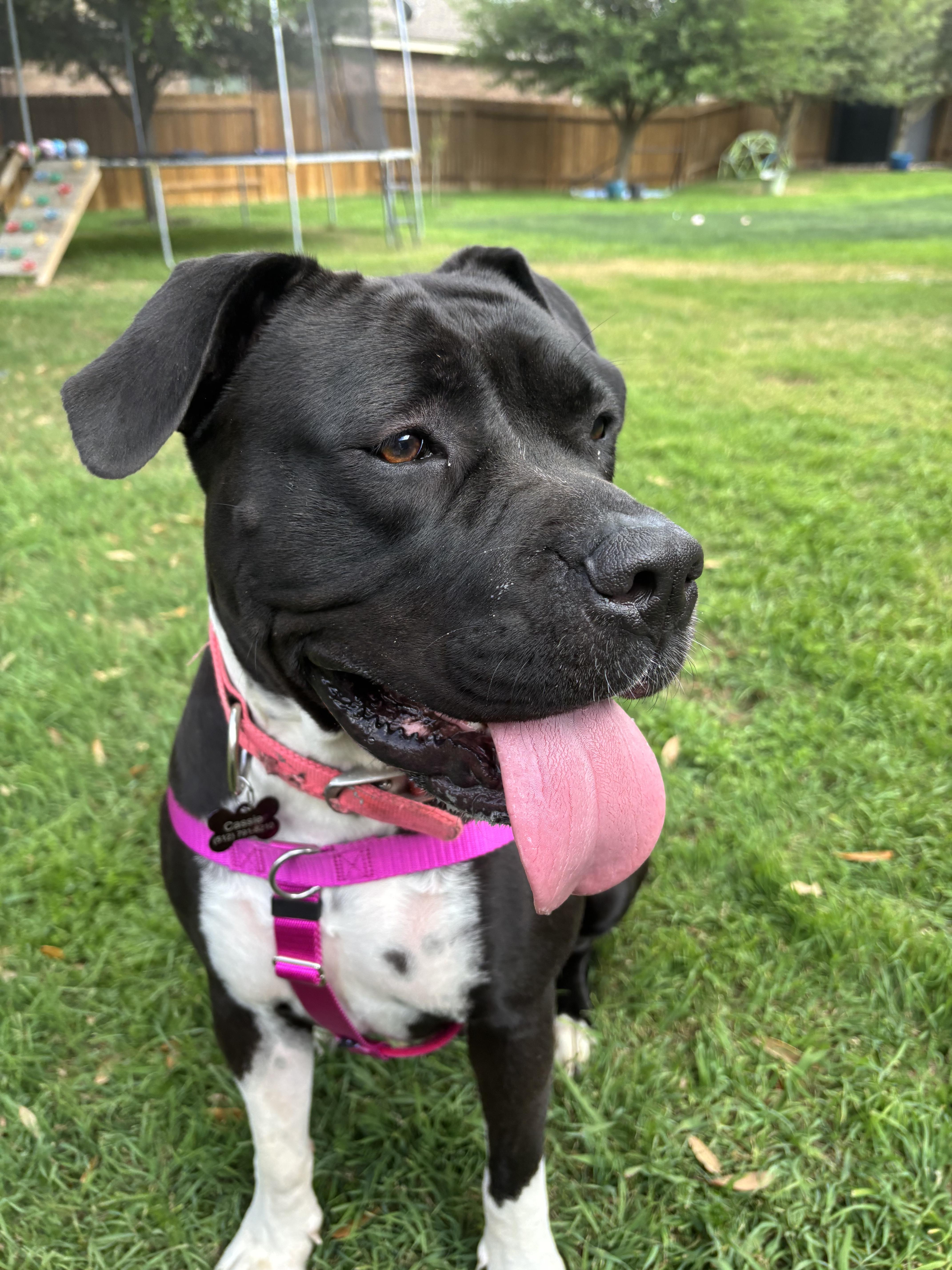 Enlarge Cassie, an adopted American Staffordshire Terrier in Pittsburgh, PA image 5/6