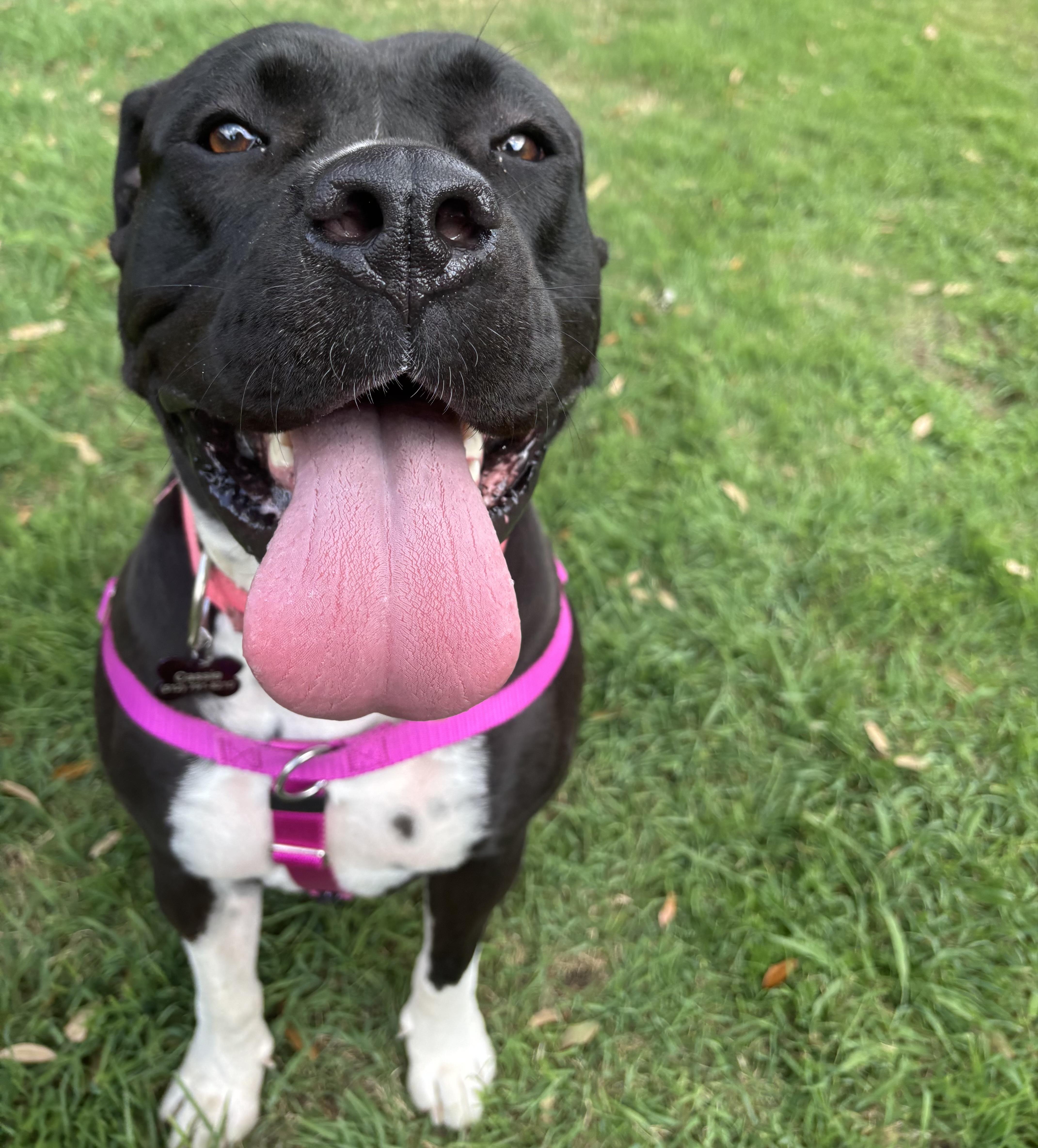 Enlarge Cassie, an adopted American Staffordshire Terrier in Pittsburgh, PA image 2/6