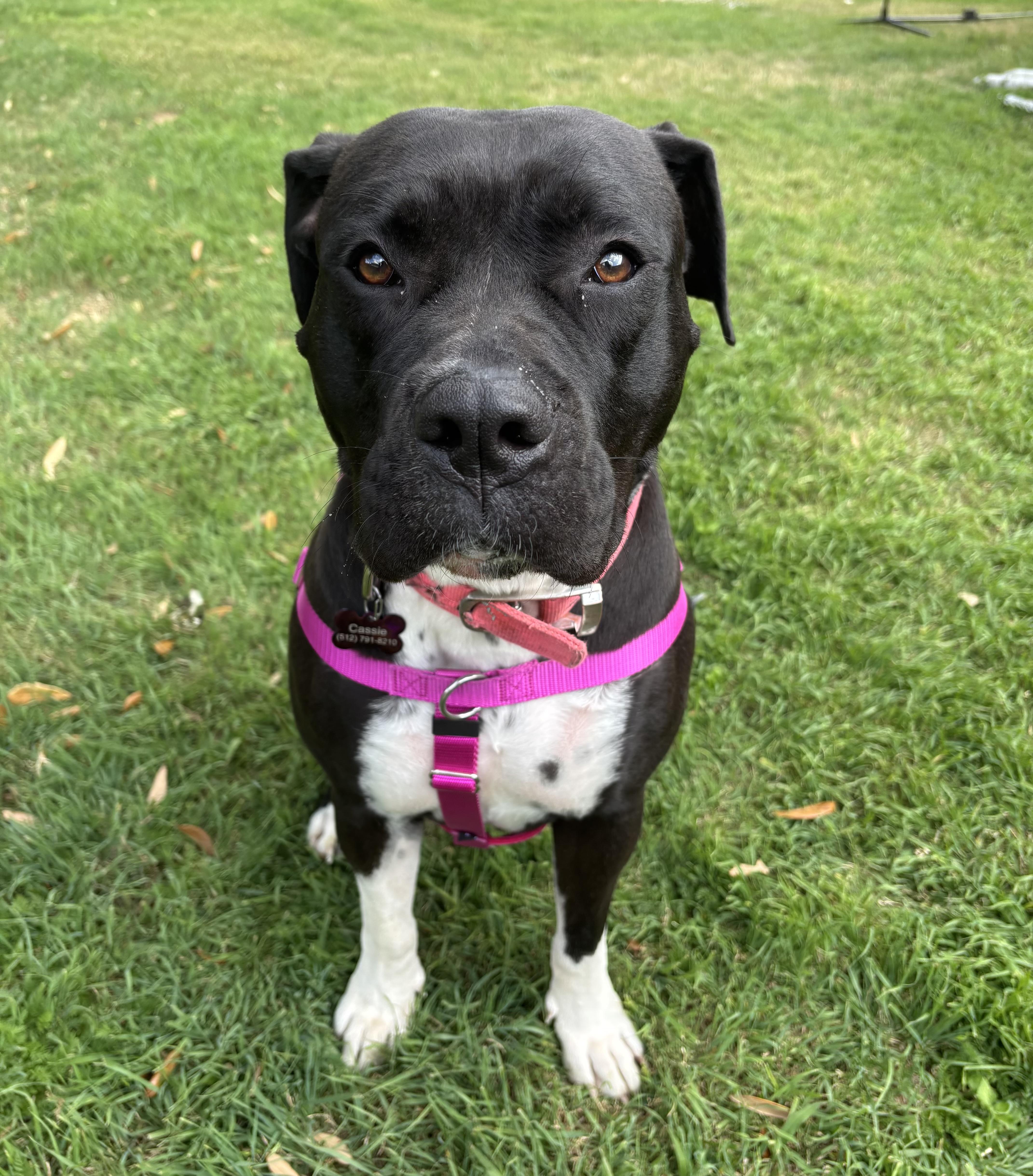 Enlarge Cassie, an adopted American Staffordshire Terrier in Pittsburgh, PA image 4/6