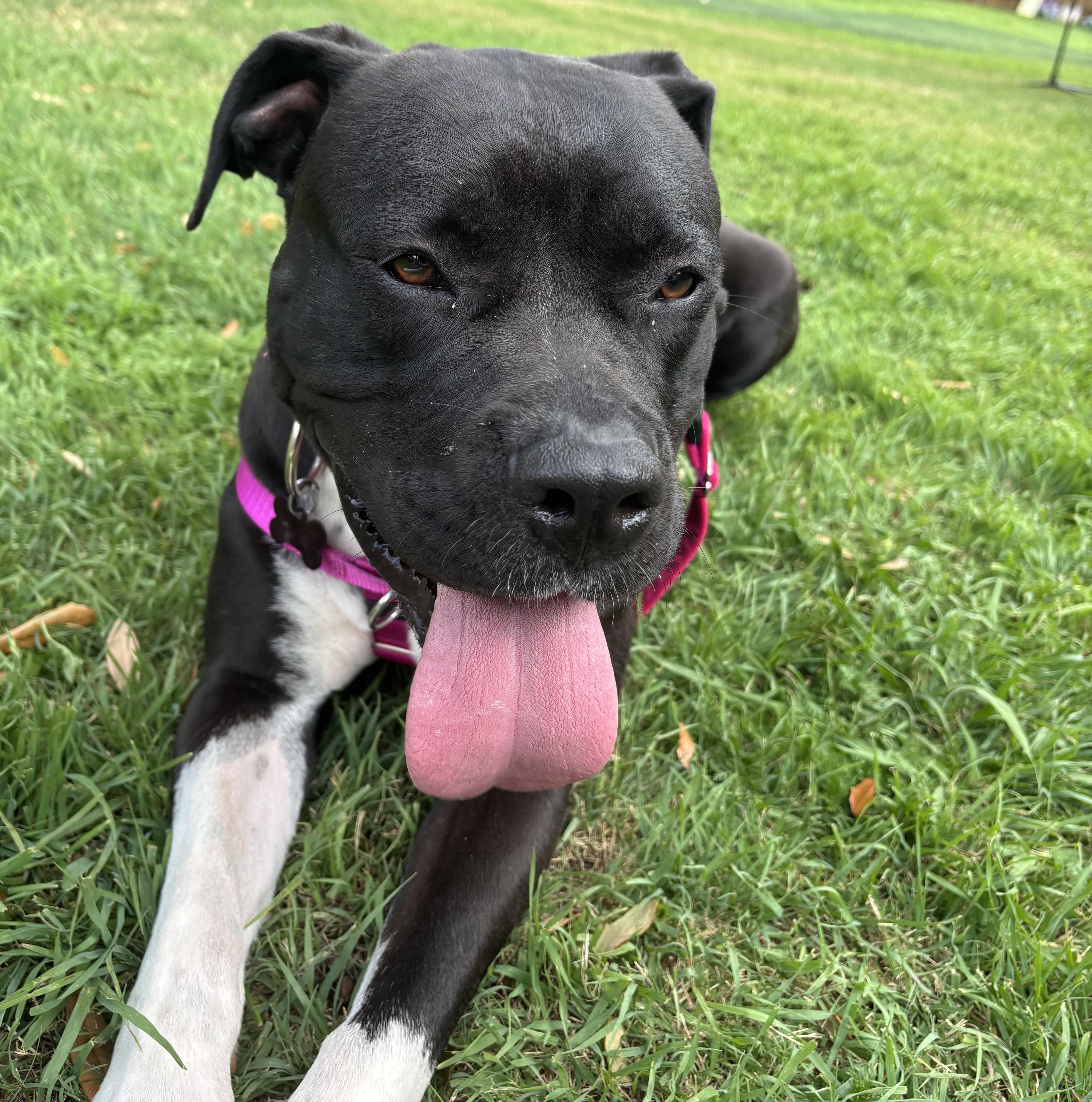 Enlarge Cassie, an adopted American Staffordshire Terrier in Pittsburgh, PA image 3/6