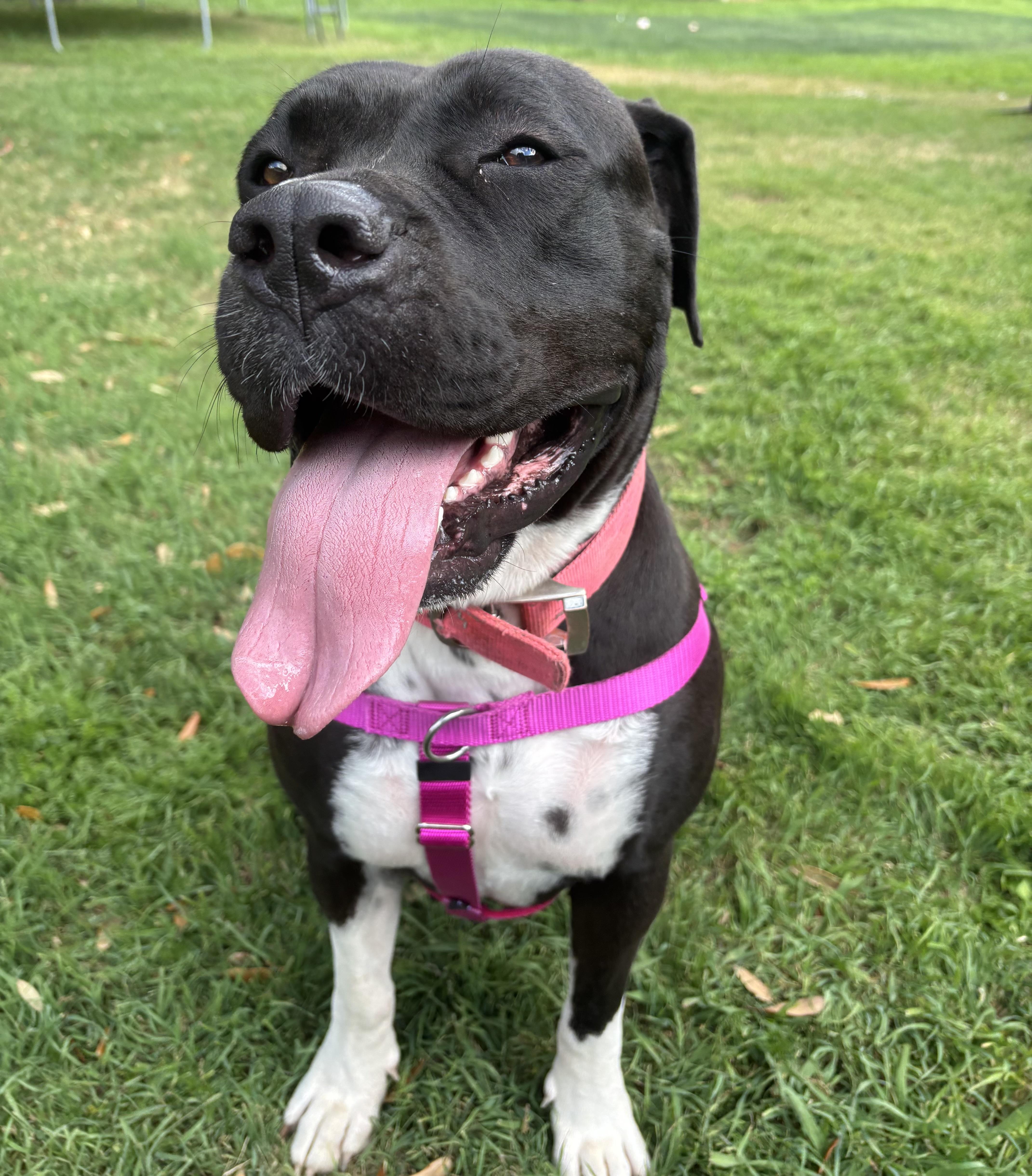 Enlarge Cassie, an adopted American Staffordshire Terrier in Pittsburgh, PA image 6/6