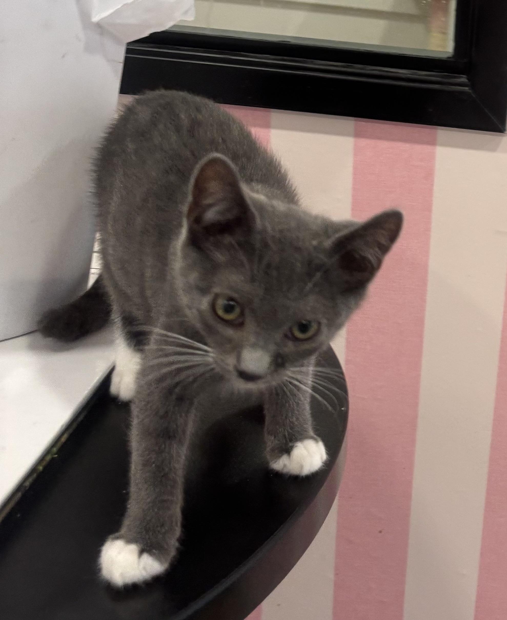 Bowie, Young Male Domestic Short Hair