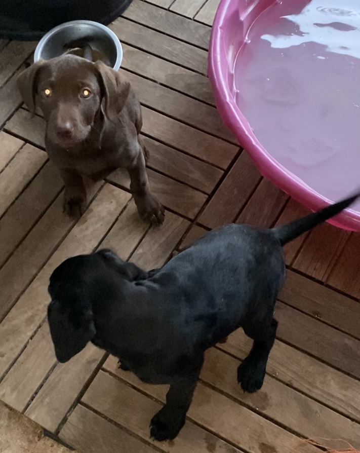 Dog for adoption PEPPER, a Black Labrador Retriever in Yuba city, CA Petfinder