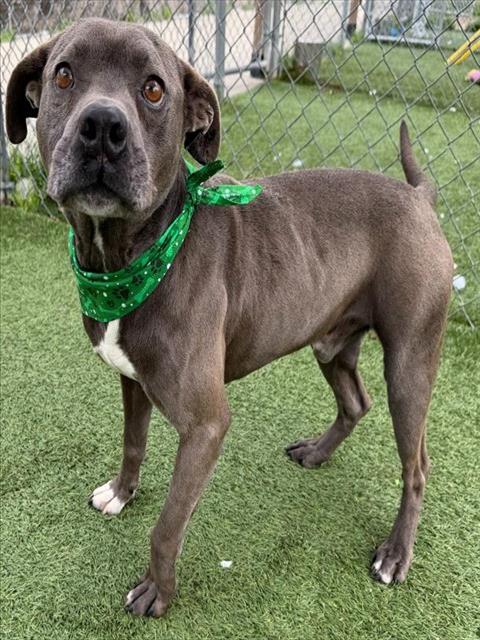 PORTER, Adoptable, Adult Male Mixed Breed.
