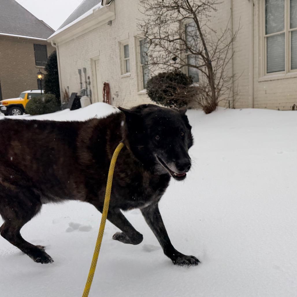 King Tut, Adoptable, Adult Male Dutch Shepherd & Belgian Shepherd / Malinois.