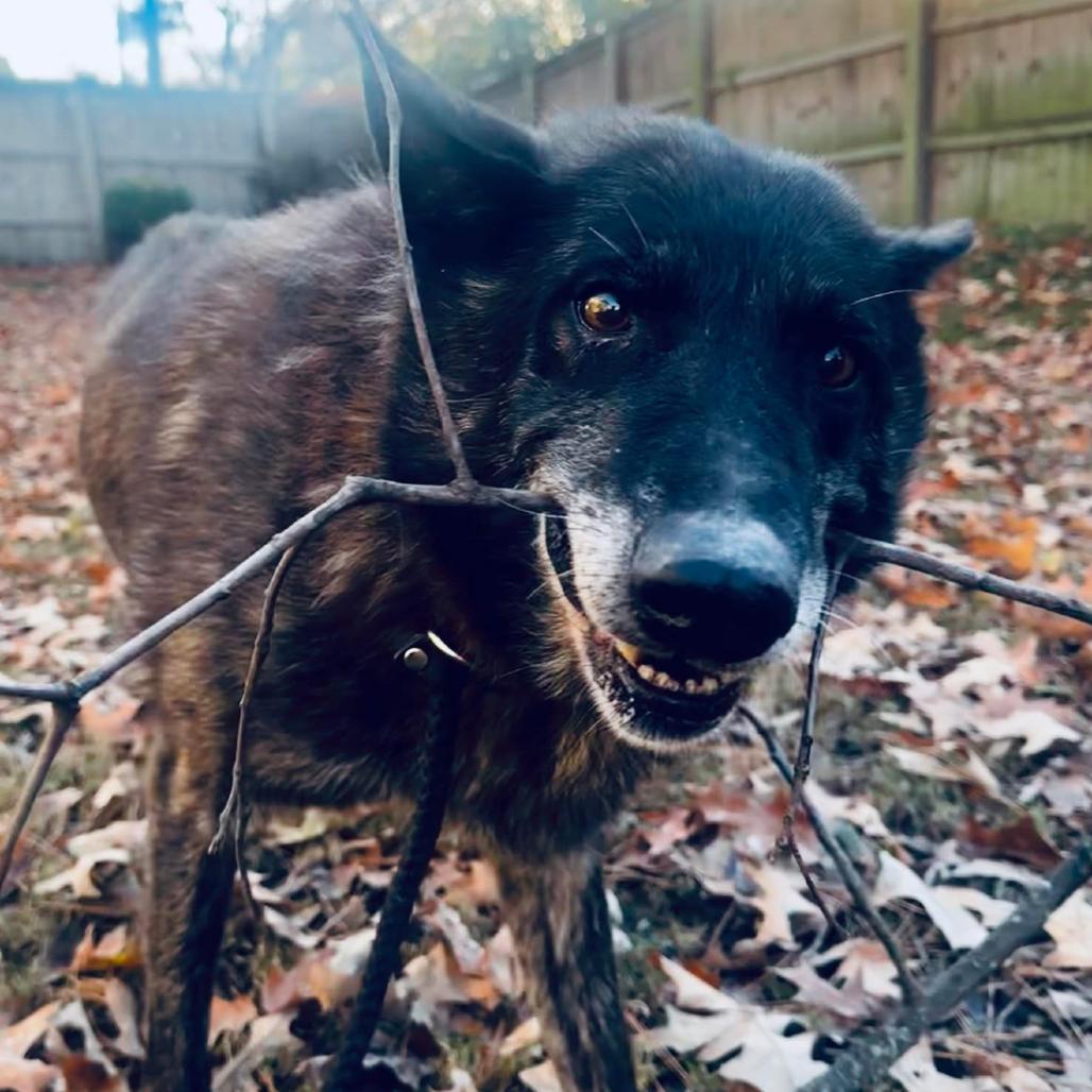 Enlarge King Tut, a Adoptable mixed breed in Memphis, TN image 2/2