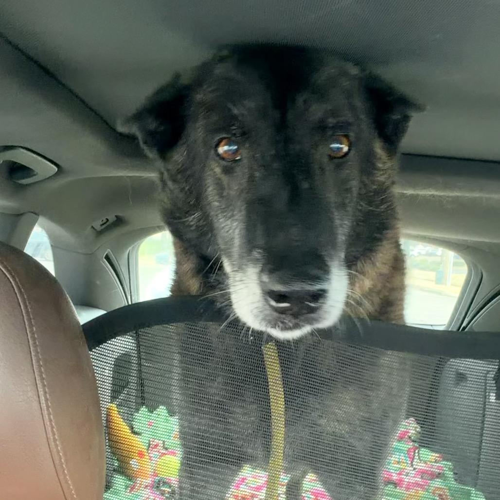 Enlarge King Tut, a Adoptable mixed breed in Memphis, TN image 4/6