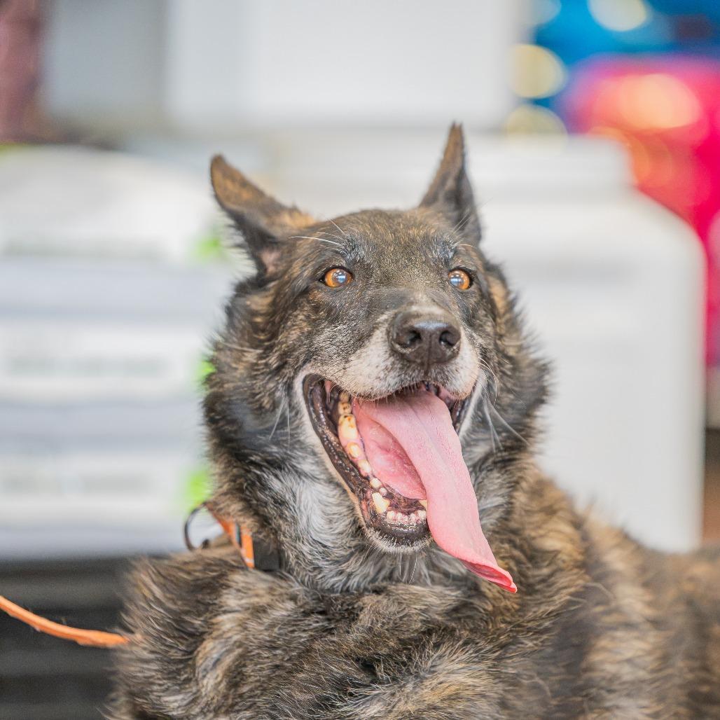 Enlarge King Tut, a Adoptable mixed breed in Memphis, TN image 1/5
