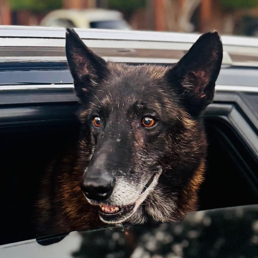 King Tut, Adoptable, Adult Male Dutch Shepherd & Belgian Shepherd / Malinois.