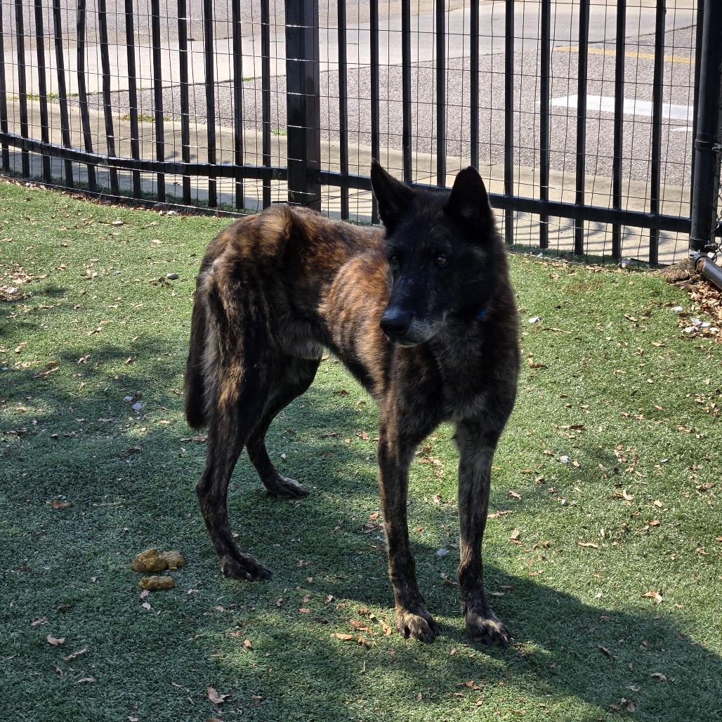 Enlarge King Tut, a Adoptable mixed breed in Memphis, TN image 2/6