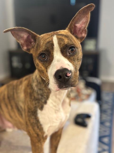 K-Diggy Dog 2