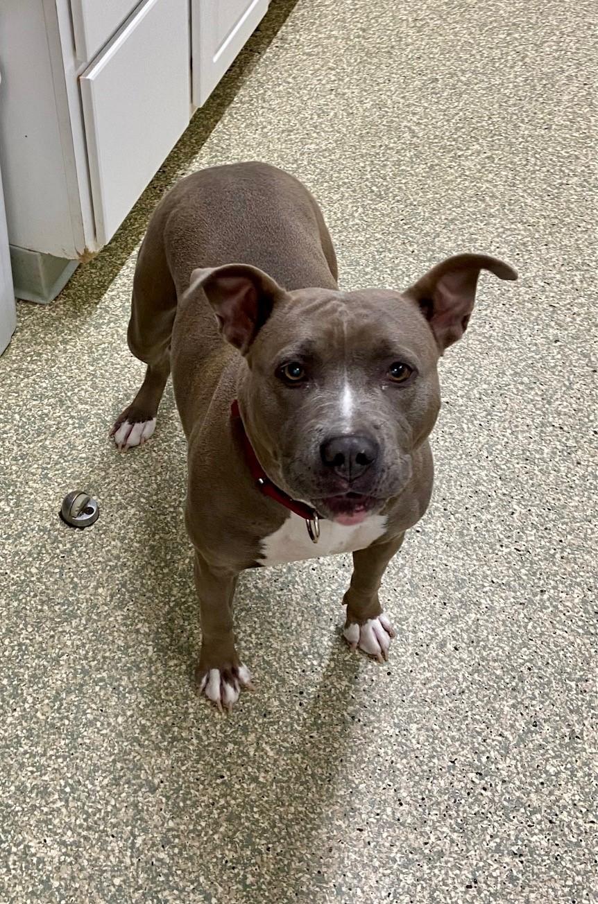 Enlarge Mari, a Adoptable American Staffordshire Terrier in Warwick, RI image 1/4
