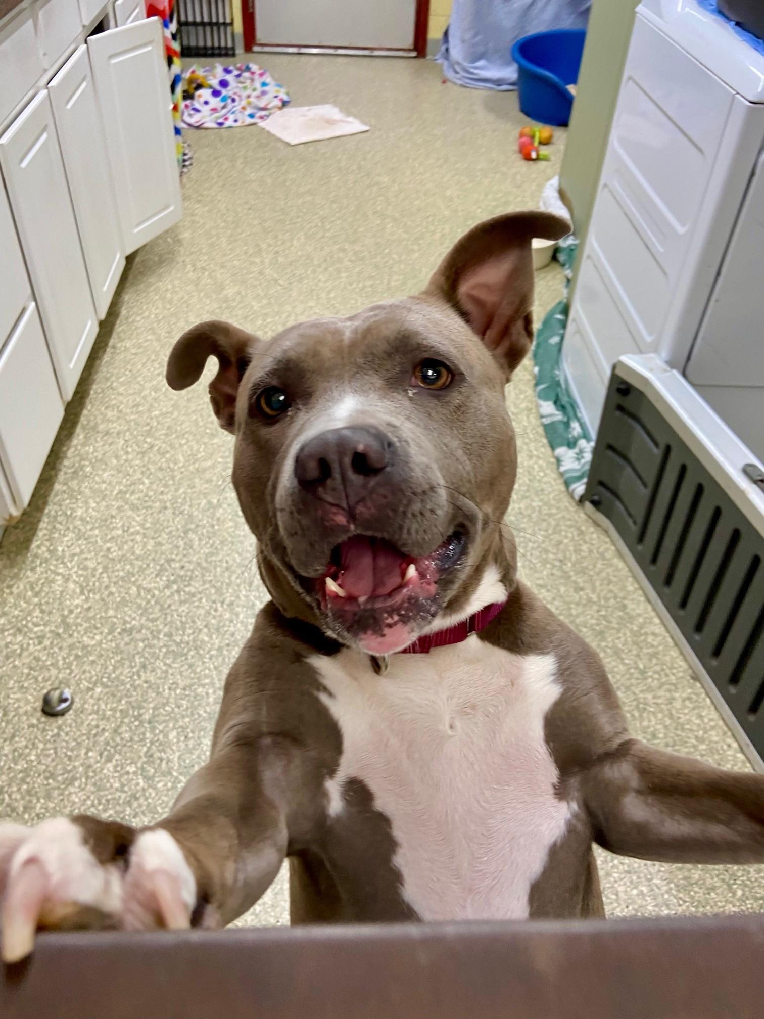 Enlarge Mari, a Adoptable American Staffordshire Terrier in Warwick, RI image 2/4