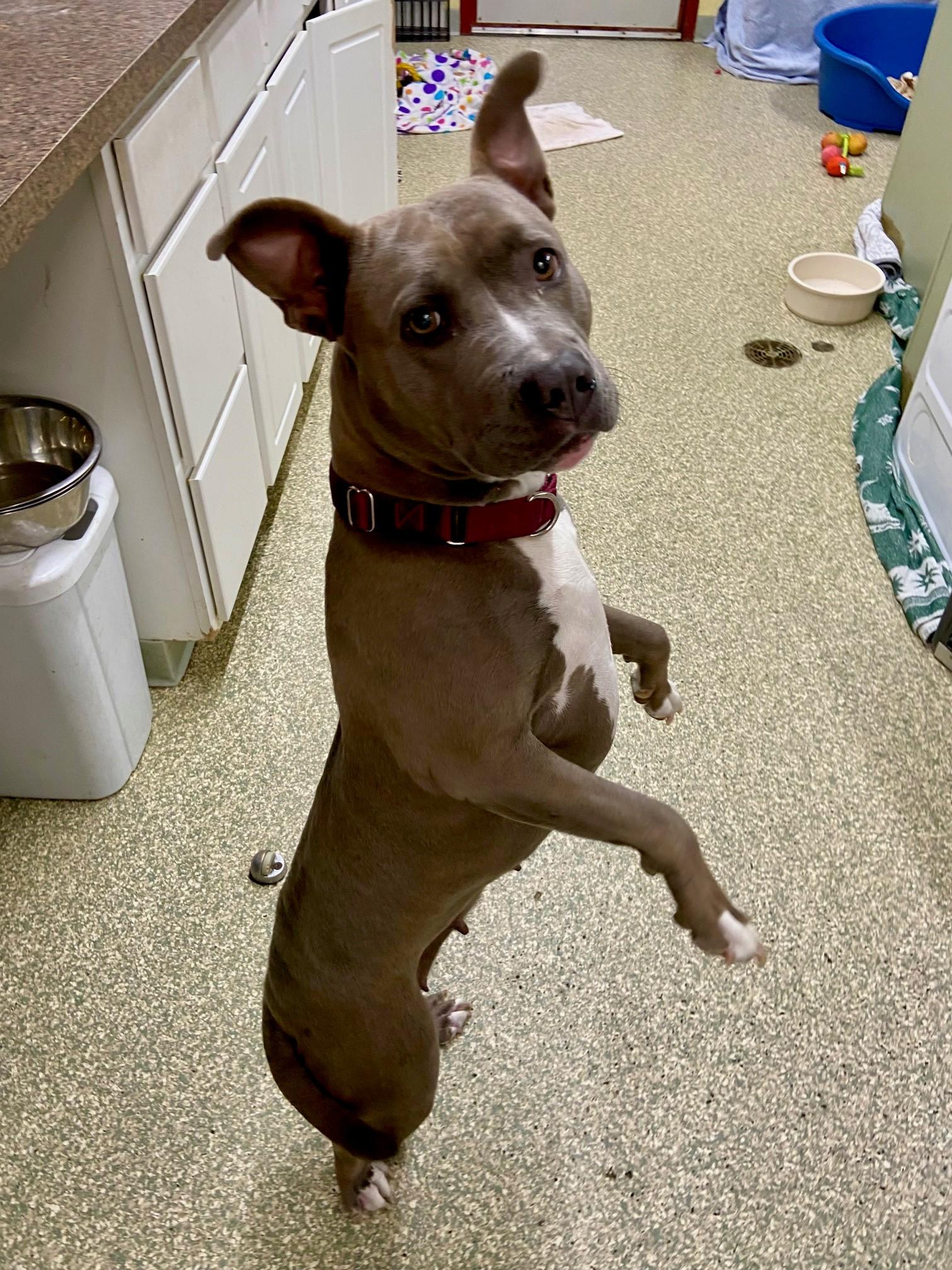 Enlarge Mari, a Adoptable American Staffordshire Terrier in Warwick, RI image 4/4