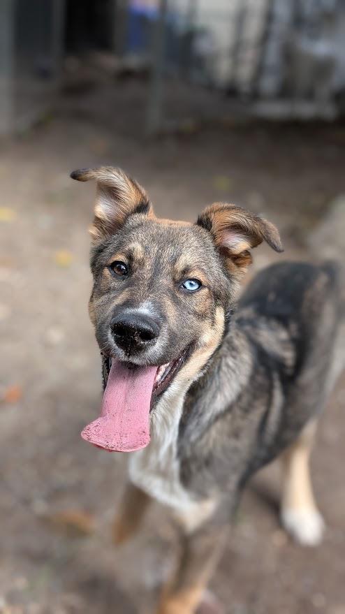 Enlarge Indiana Bones, a ADOPTABLE mixed breed in Coquitlam, BC image 1/3