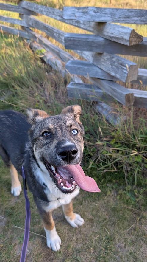 Enlarge Indiana Bones, a ADOPTABLE mixed breed in Coquitlam, BC image 2/3