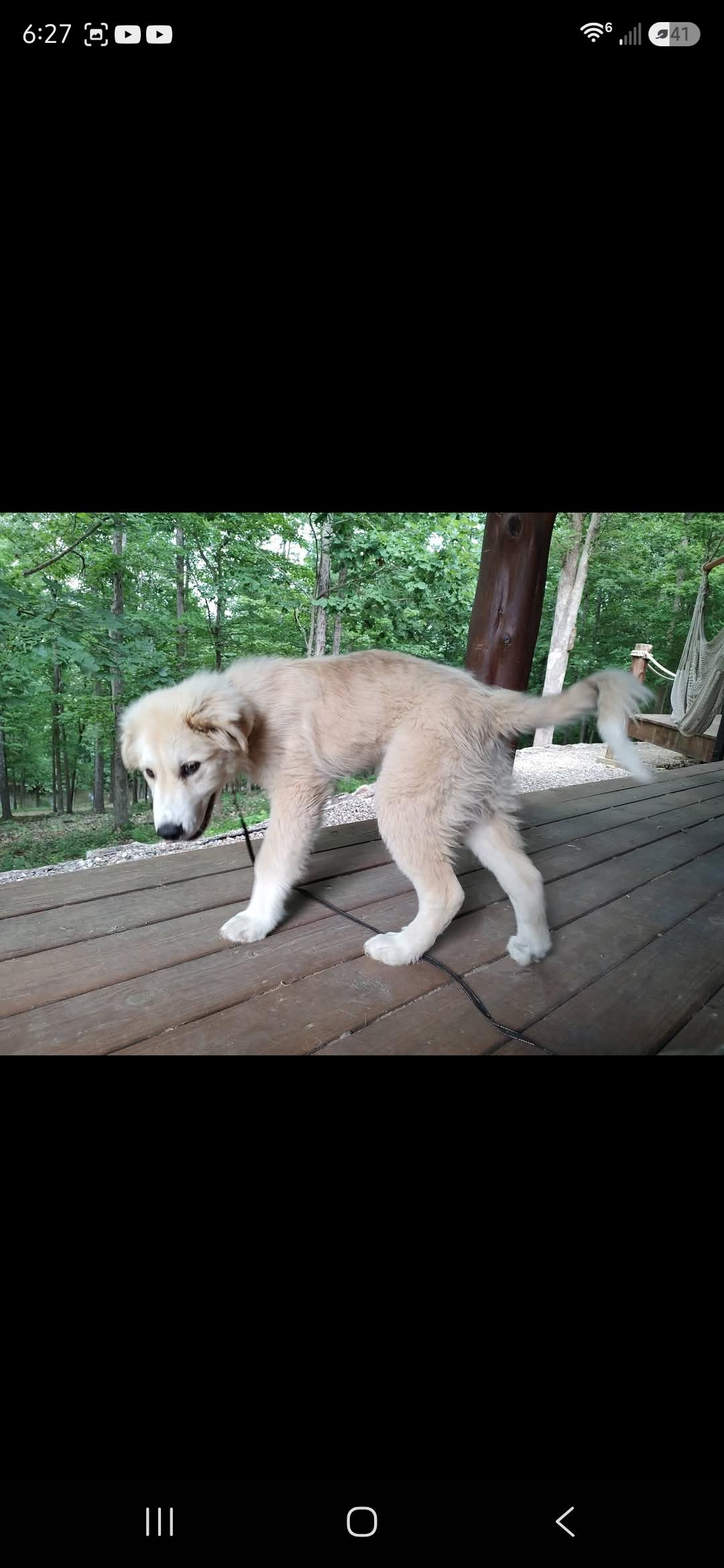 Caleb, an adopted mixed breed in Dittmer, MO image 1/6