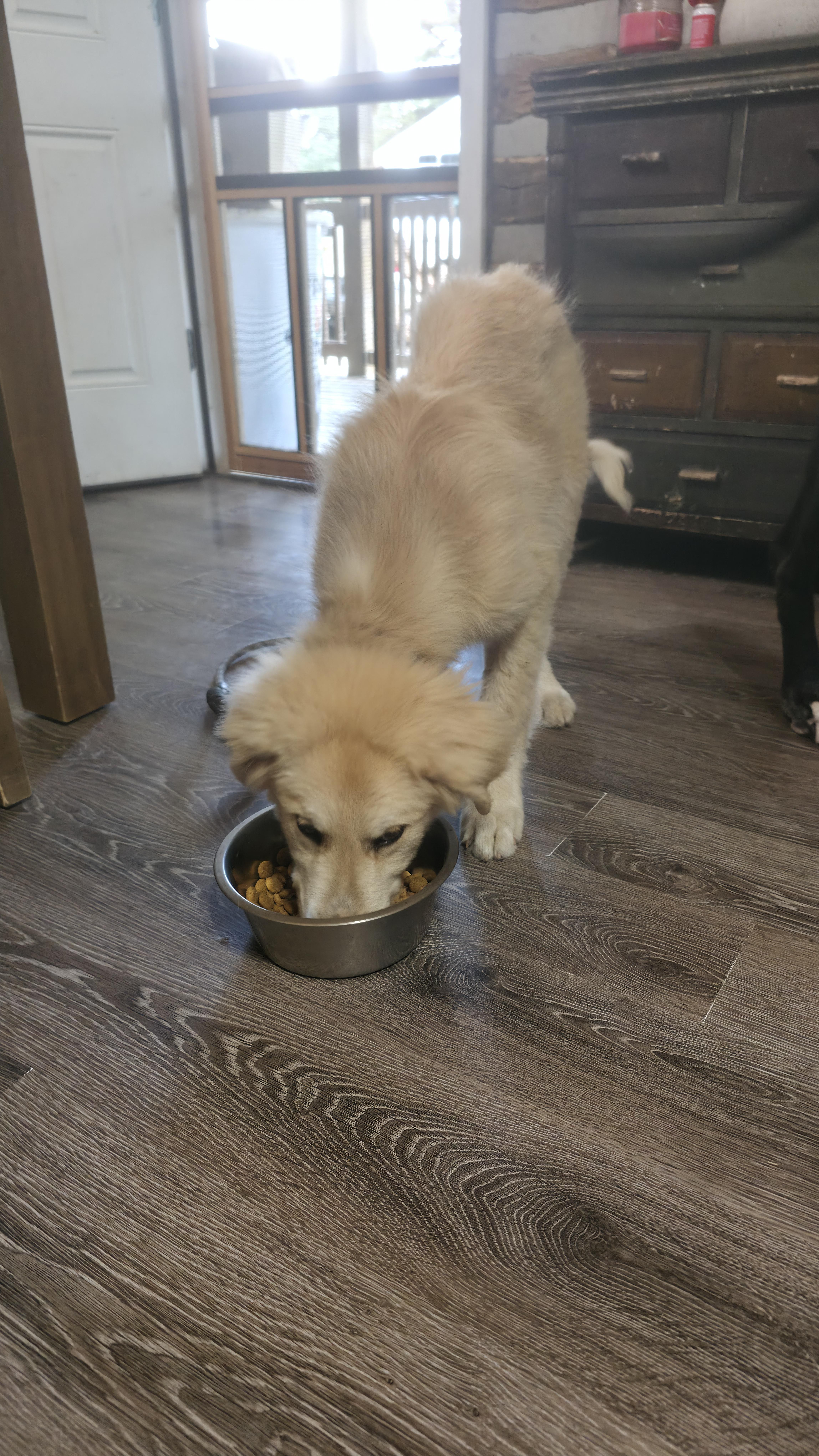 Caleb, an adopted mixed breed in Dittmer, MO image 6/6