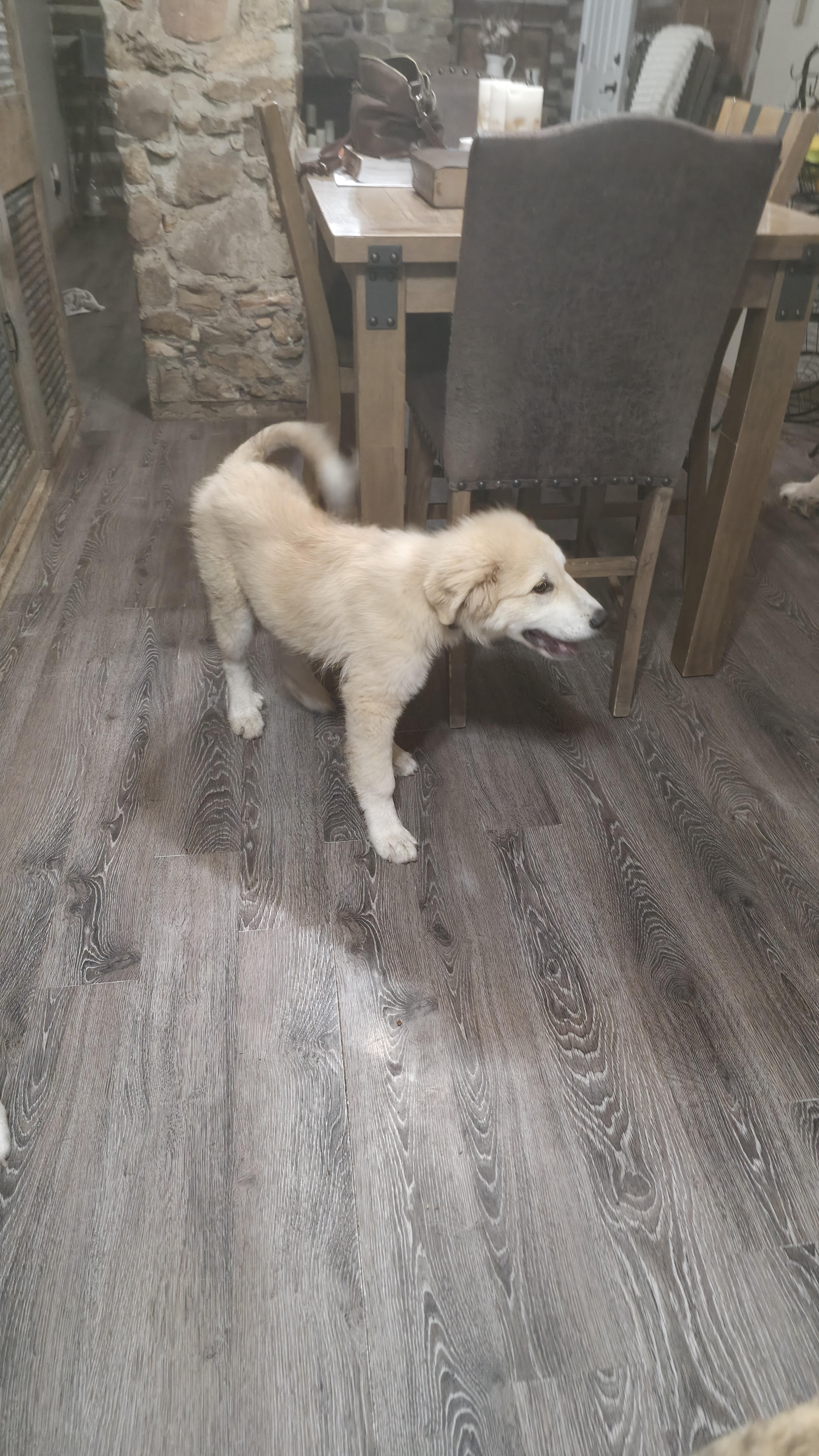 Caleb, an adopted mixed breed in Dittmer, MO image 4/6