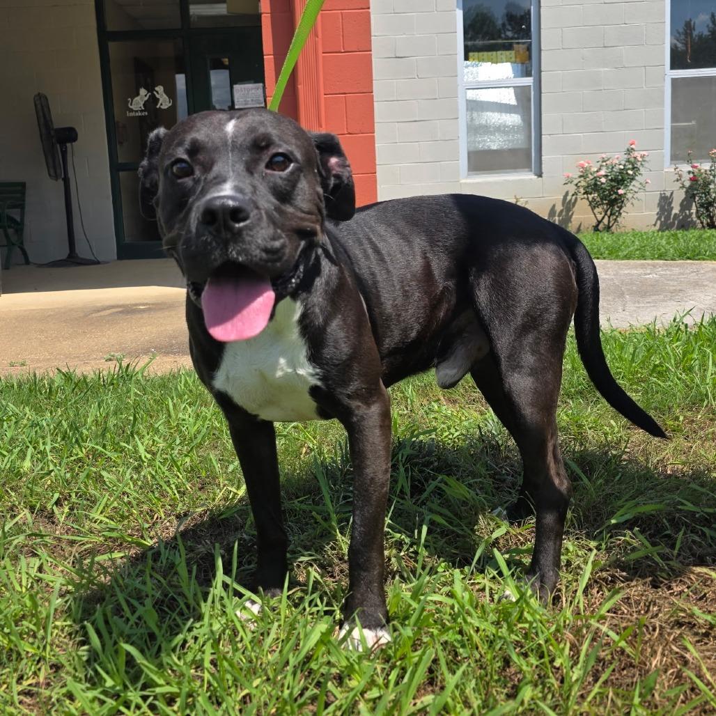 Enlarge J.D. Hogg, a Adoptable mixed breed in Corinth, MS image 1/2