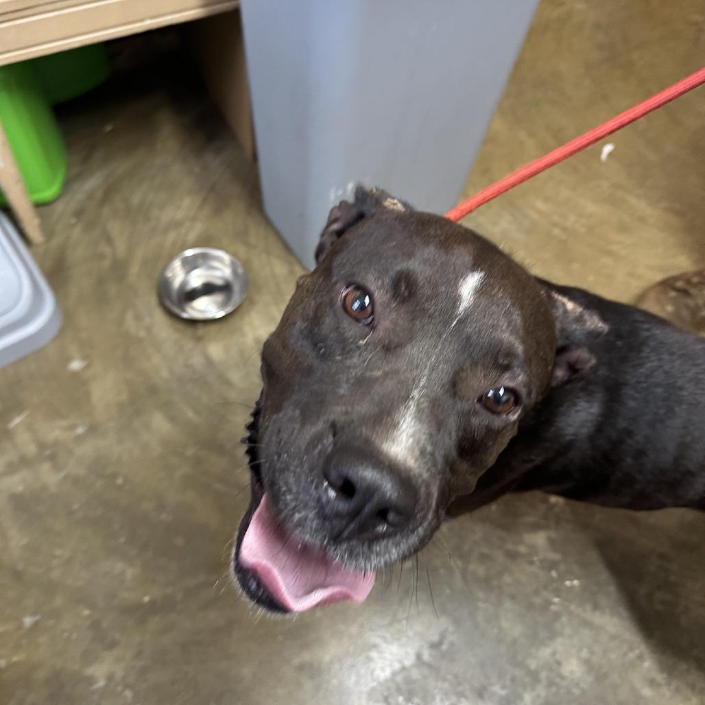 Enlarge J.D. Hogg, a Adoptable mixed breed in Corinth, MS image 2/2