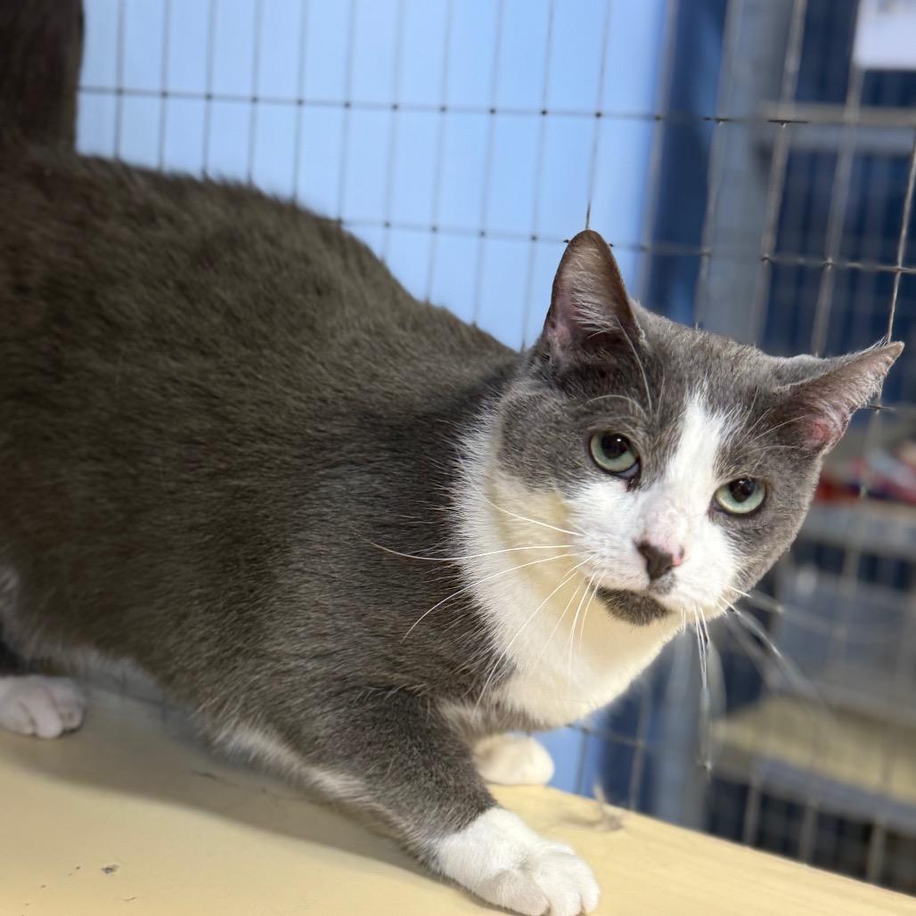 Silvia, Adoptable, Adult Female Domestic Short Hair.