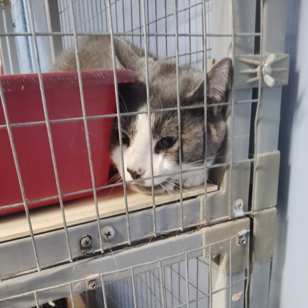 Enlarge Silvia, a Adoptable Domestic Short Hair in Tipton, IA image 3/3