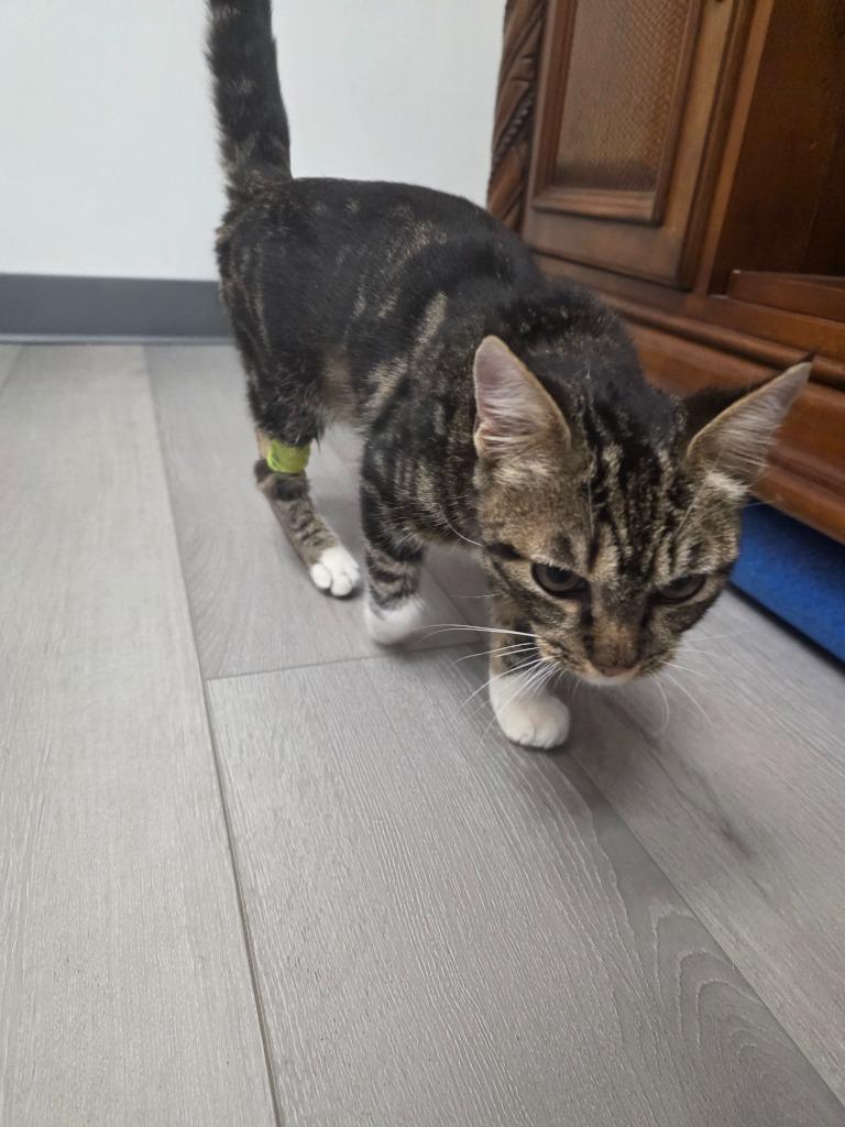 Baby, Adopted, Adult Female Domestic Short Hair.