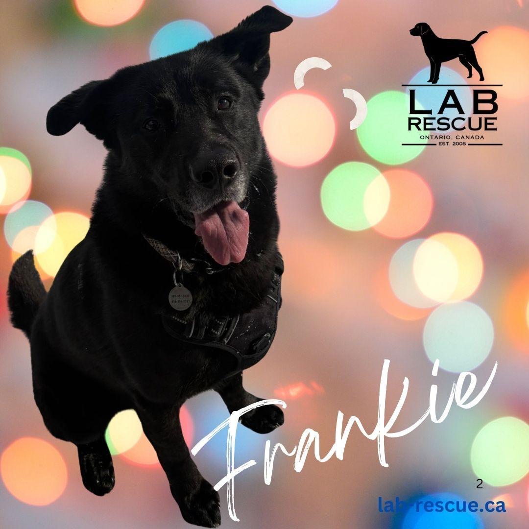 Frankie, a ADOPTABLE mixed breed in Oakville, ON image 1/4
