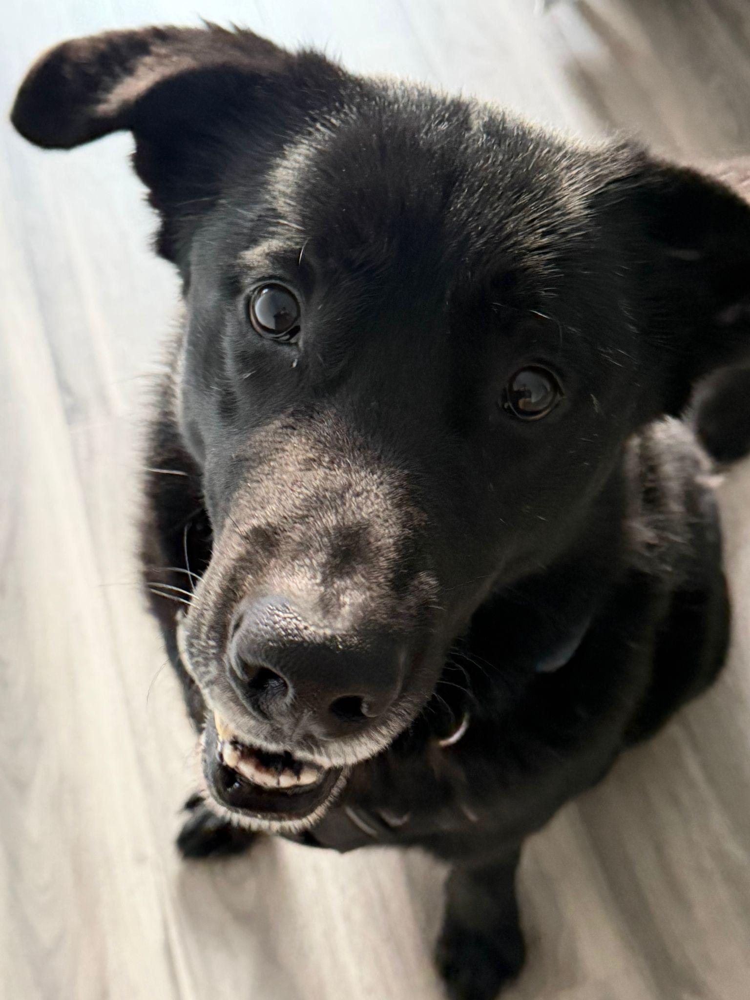 Frankie, a ADOPTABLE mixed breed in Oakville, ON image 2/4