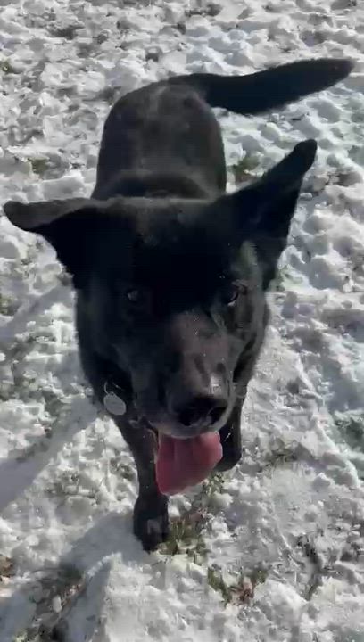 Enlarge Frankie, a ADOPTABLE mixed breed in Oakville, ON video 4/4