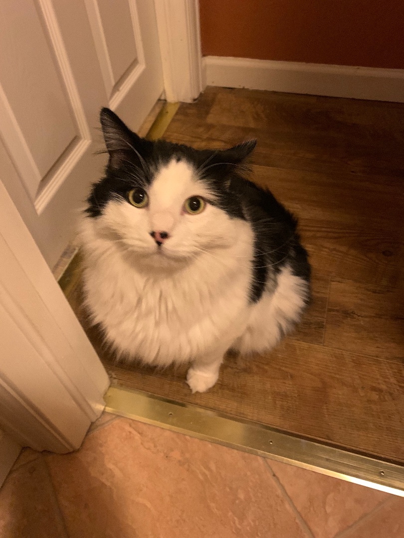Littlefoot, Adult Male Domestic Long Hair