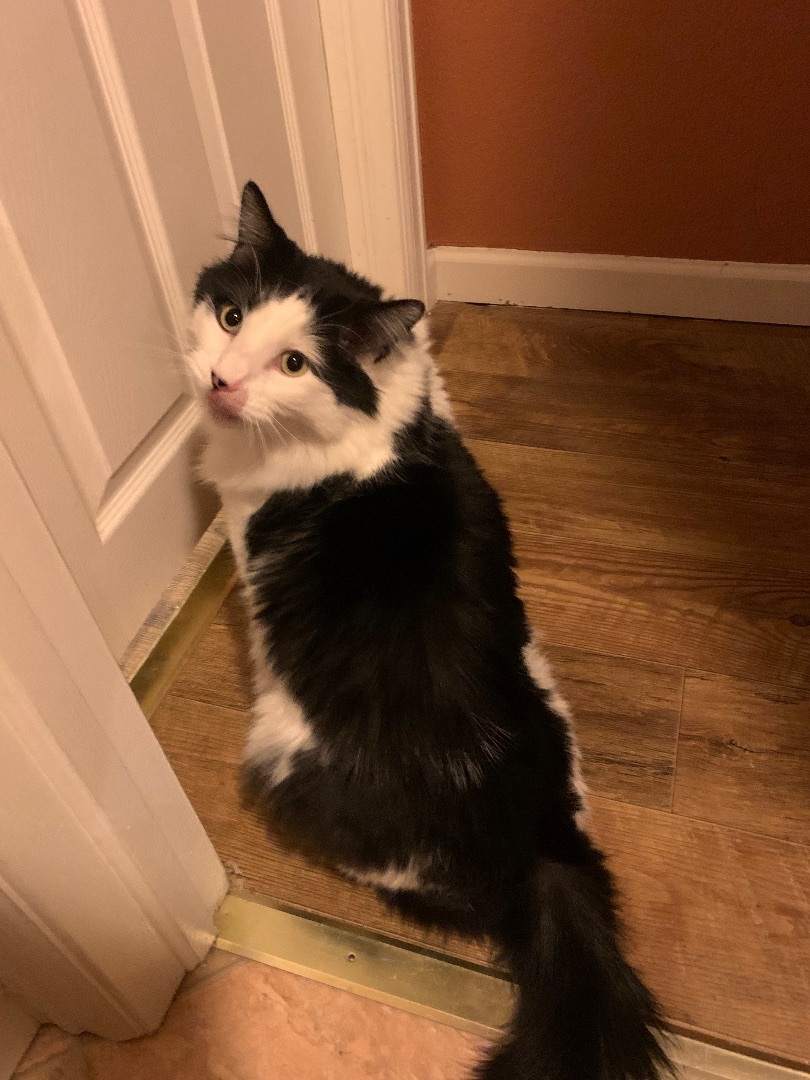 Enlarge Littlefoot, a Adoptable Domestic Long Hair in Rawlins, WY image 2/3