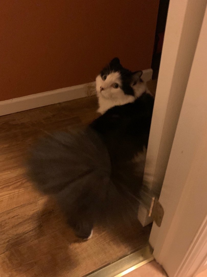 Enlarge Littlefoot, a Adoptable Domestic Long Hair in Rawlins, WY image 3/3