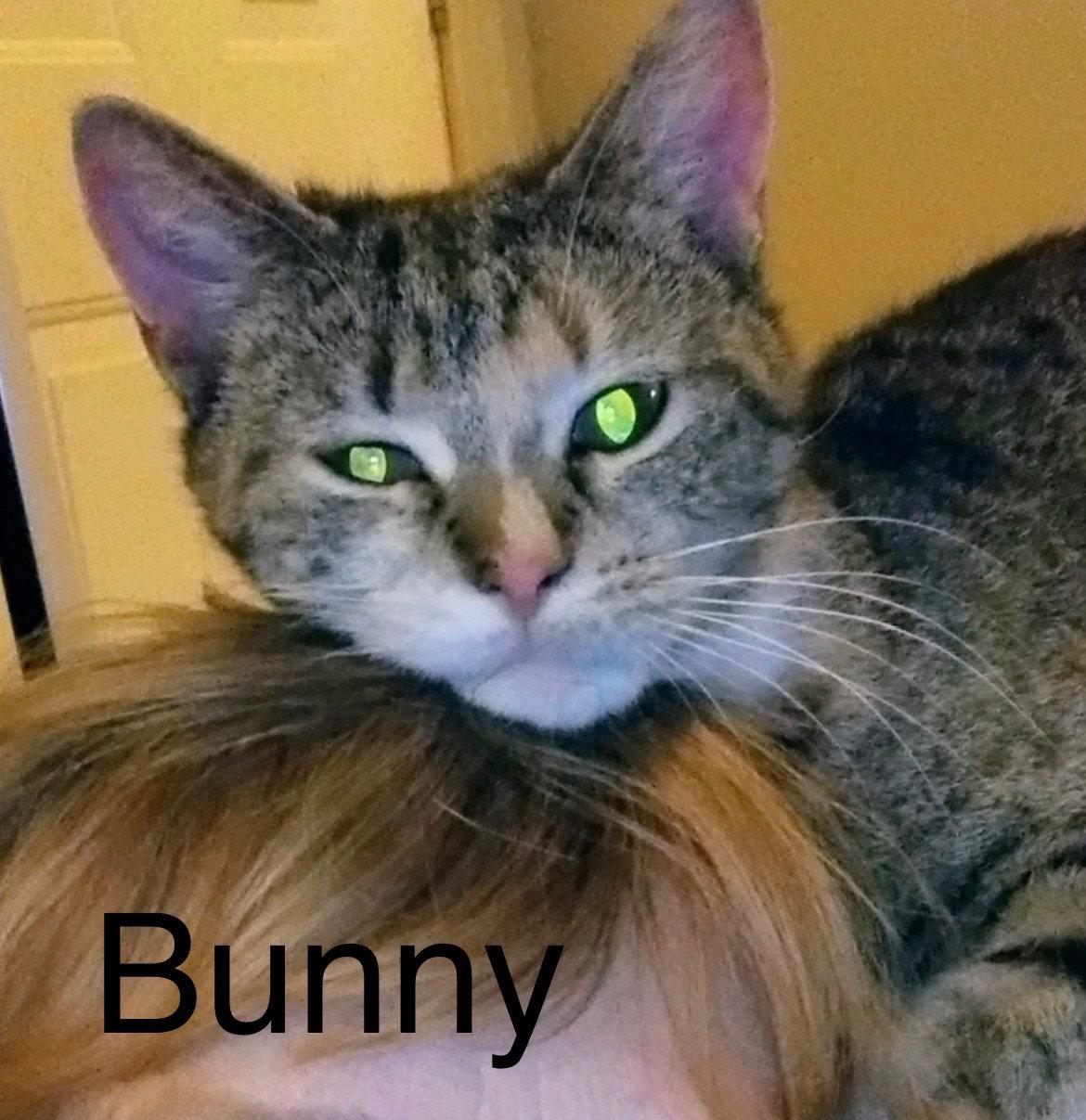 Enlarge Bunny, a Adoptable mixed breed in Winter Garden, FL image 2/3