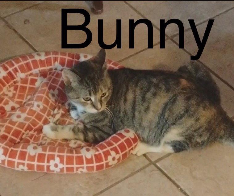 Enlarge Bunny, a Adoptable mixed breed in Winter Garden, FL image 3/3